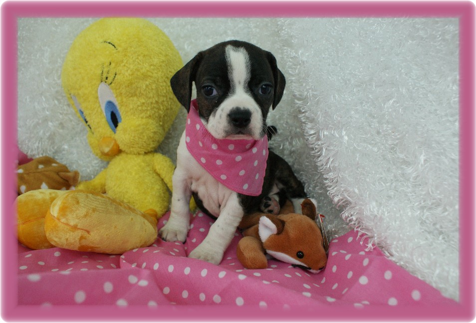 Jasmine Boggle Rockin R Puppies